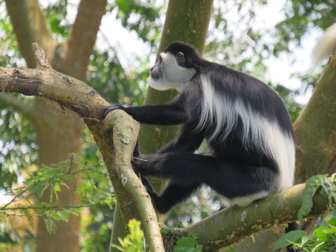 A rare photo of a black and white colobus monkey seen at Bigodi wetland in Kibale forest national park Uganda