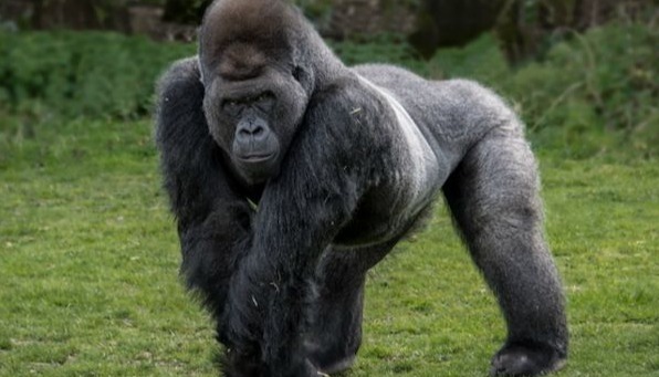A Gorilla silverback photographed in D.R.Congo