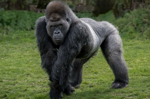 A male silverback Gorilla photo
