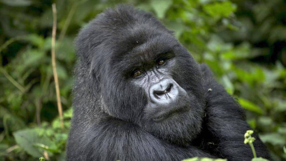 A Gorilla seen in Bwindi. Angara tours