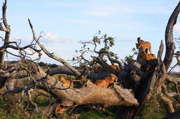 A playful lion family photographed in Queen Elizabeth national park in Uganda