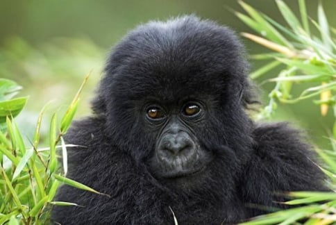 A Gorilla in Bwindi, Uganda