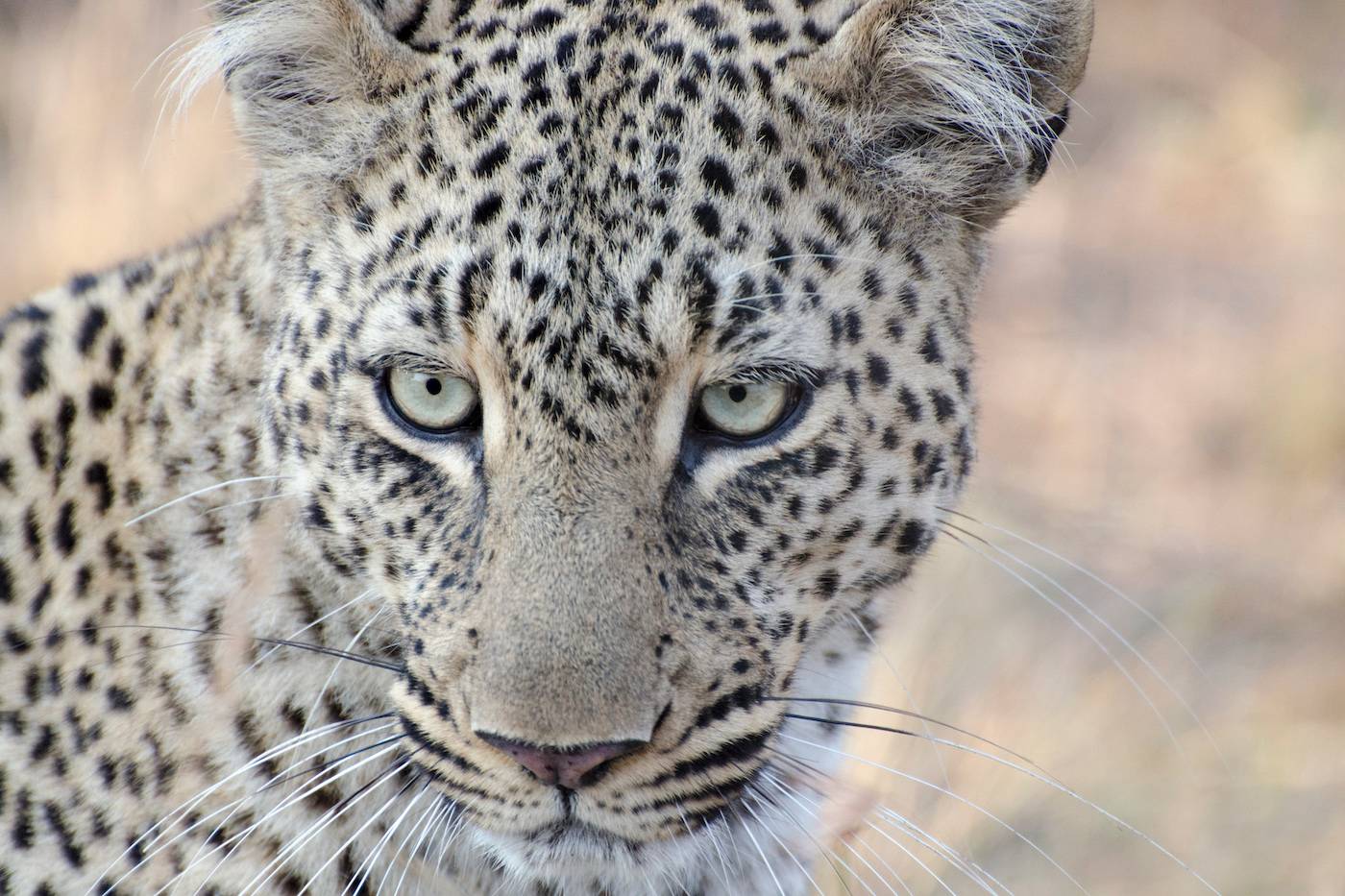 A leopard photographed from Kidepo