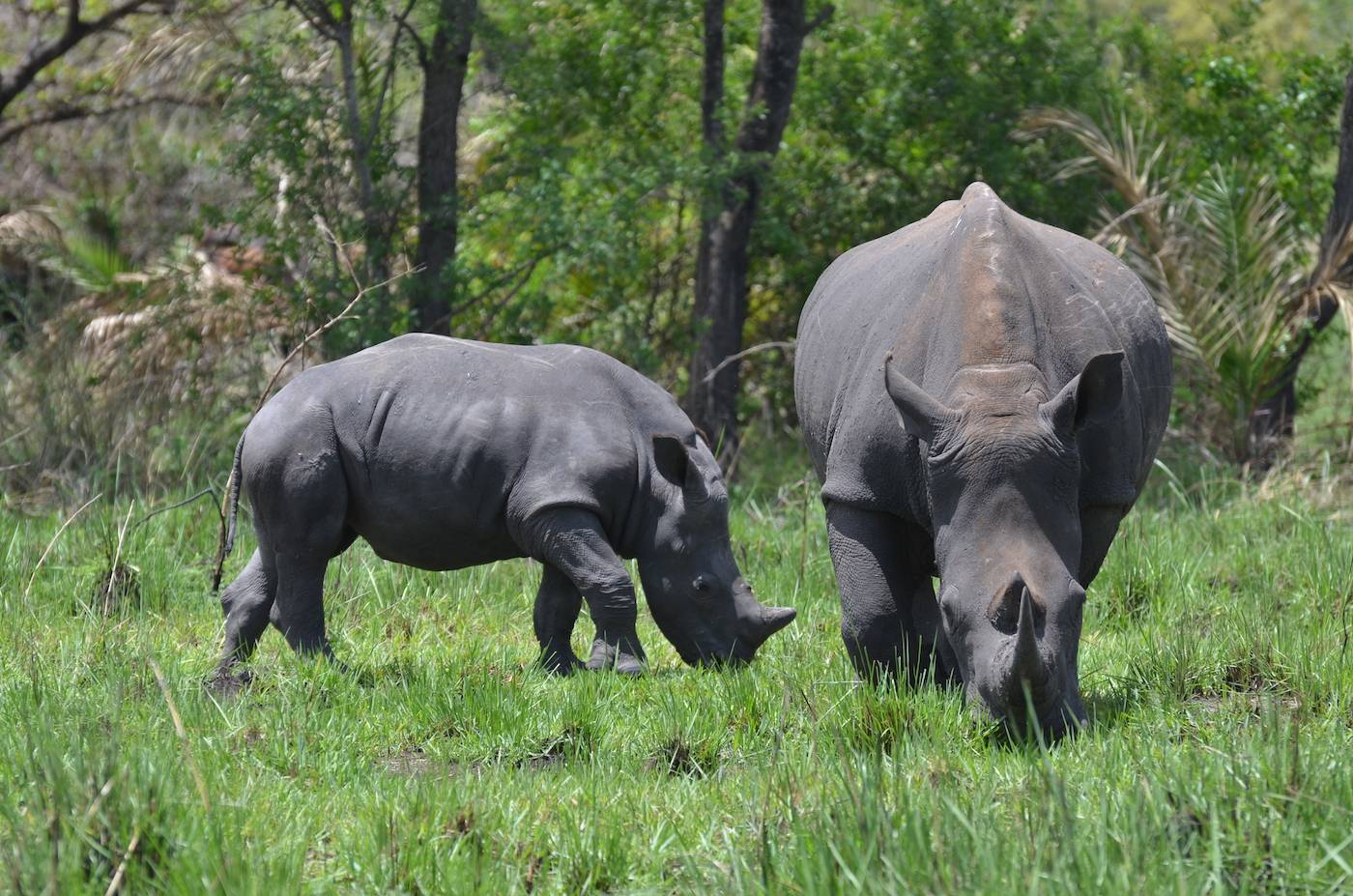 A rhino mother and baby grazing in Ziwa Rhino sanctuary, Uganda as seen by Angara tours and travel tourists