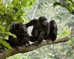 A group of chimpanzees playing in the high trees in Budongo forest, Uganda