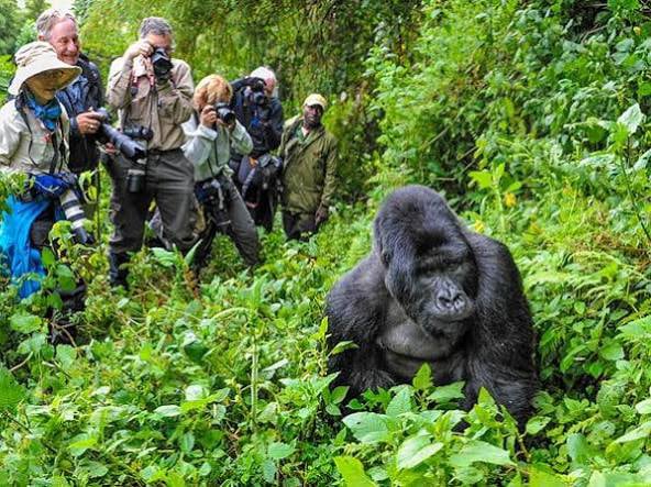 Tourists trekking Gorillas in Uganda