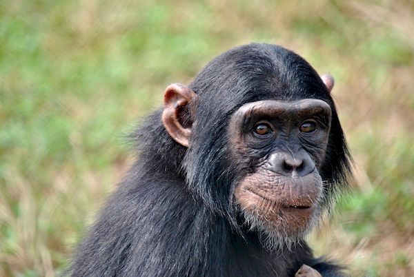 A Male chimpanzee in Kibale