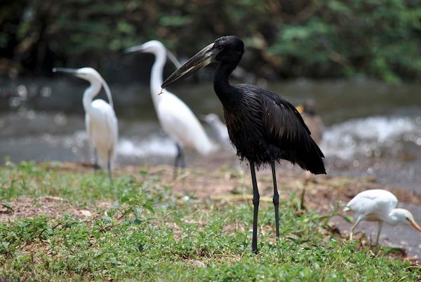Open bill stork and white Egrets seen in Lake Kyoga
