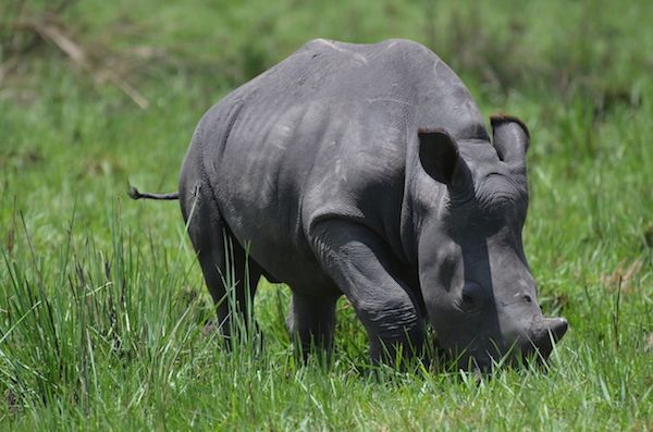 A Male Rhino photographed in Ziwa Rhino sanctuary