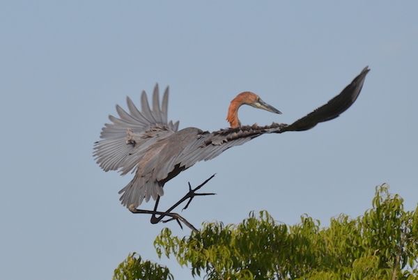 An adult Goliath Hero flying away in Lake Albert in Uganda
