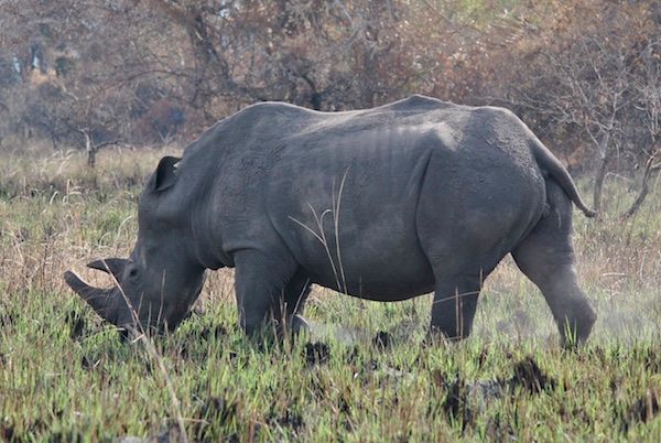 A male adult Rhino at Ziwa Rhino sanctuary