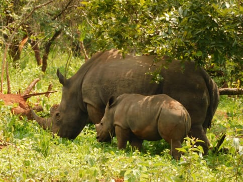 Rhino tracking in Ziwa Rhino sanctuary,Uganda