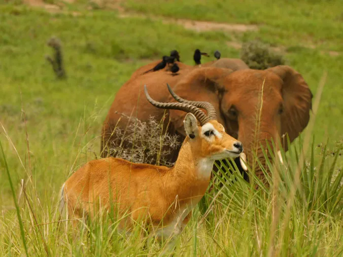 A beautiful blend of a Kob and an Elephant in Murchison falls national park