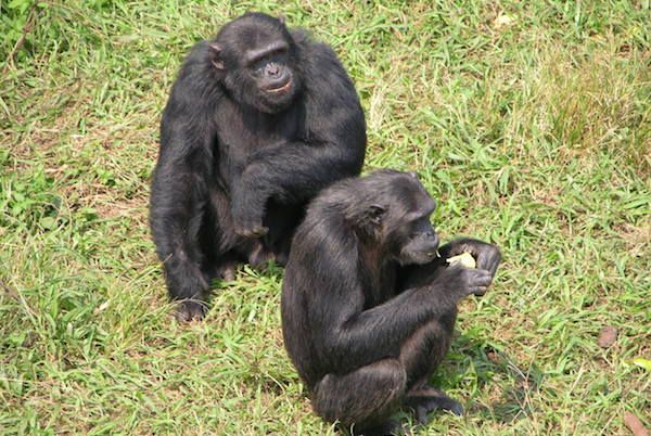 Two sub adult Gorillas photo taken at Mgahinga national park
