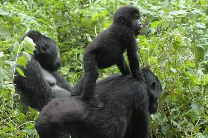 Mountain gorilla trekking experience in Bwindi Impenetrable Forest Uganda with Angara Tours and Travel