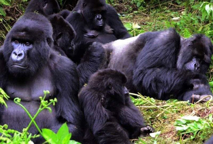 A gorilla family in Buhoma, Bwindi
