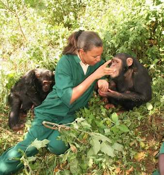 Lilly Ajarova a famous conservationist in Uganda grooming an orphaned male Chimpanzee at Ngamba Island, Uganda