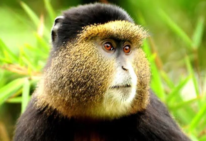A Golden monkey photo by Angara tours clients in Mgahinga