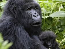 Guided tourist trek searching for endangered mountain gorillas in Uganda's Bwindi forest