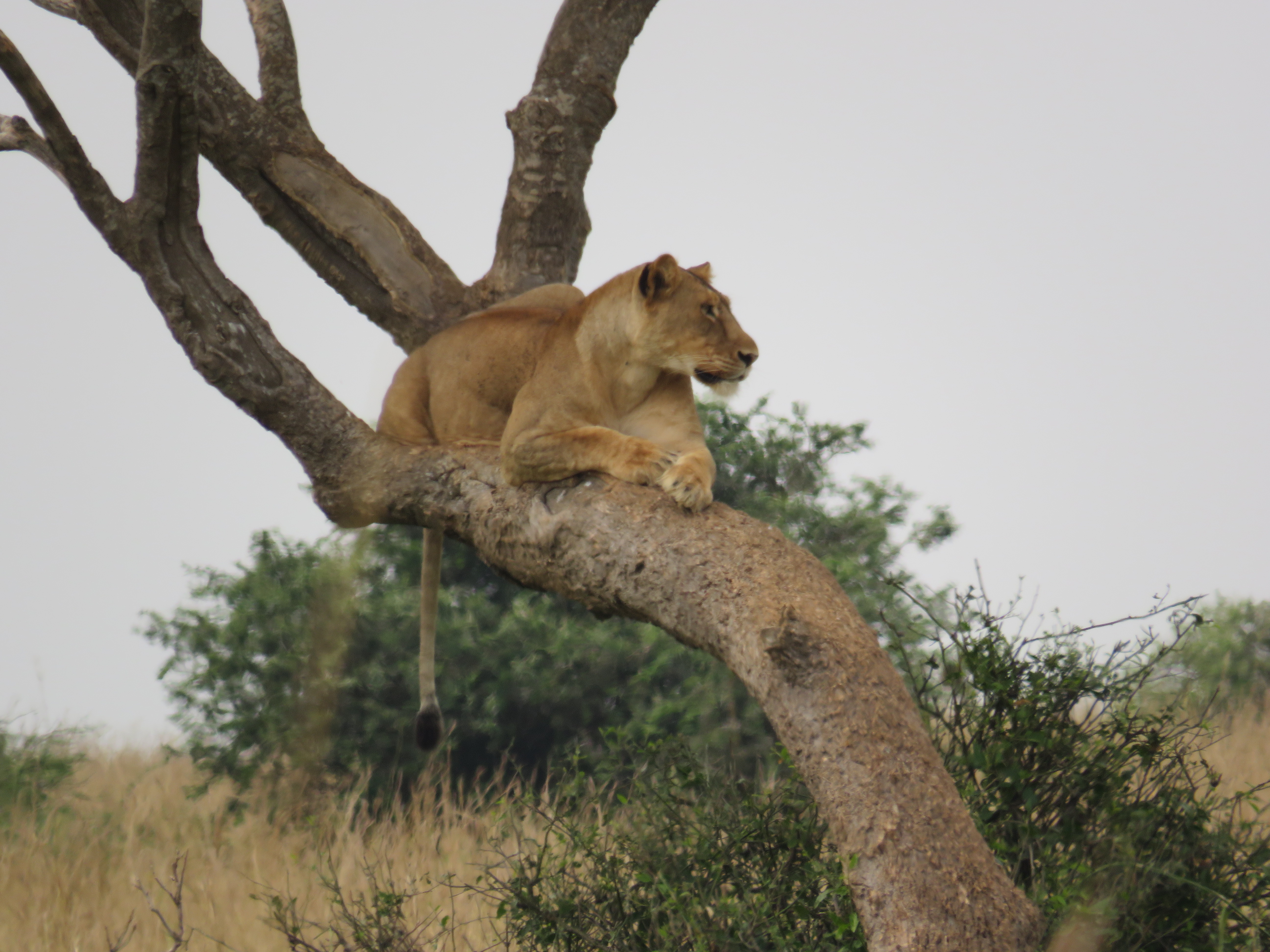 Lionesses resting on the tree branch in Murchison falls natiional park