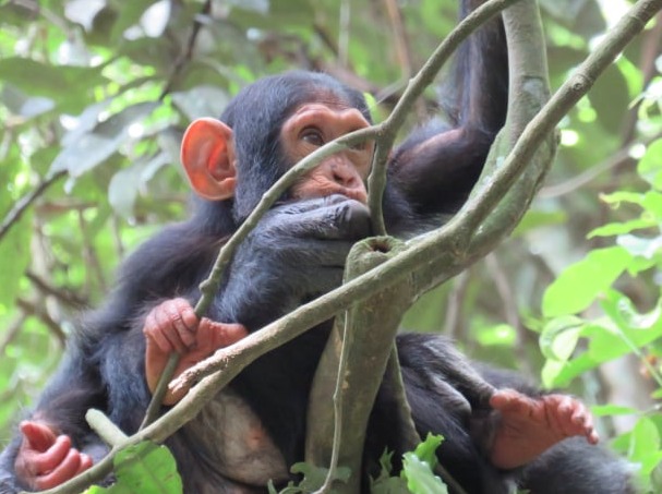 Angara tours and travel clients found a beautiful baby chimpanzee sitting up in the tree in Budongo forest, Uganda