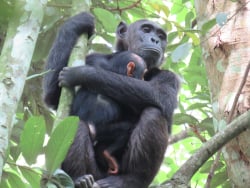 A playful Chimpanzee hanging leisurely with it's baby in high canopies in Kibale forest Uganda