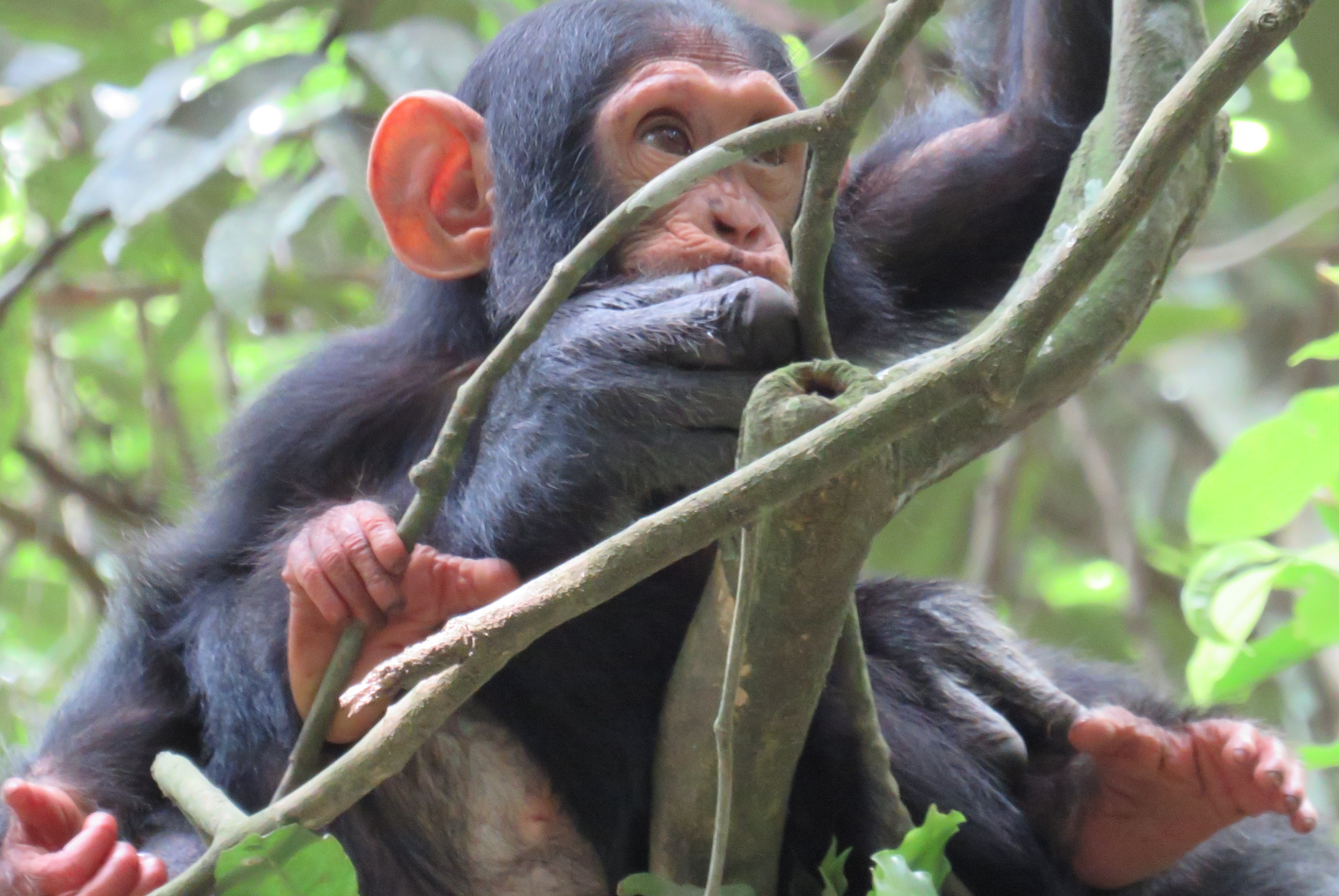Chimpanzee tracking excursion in Kyambura Gorge Uganda organized by Angara Tours