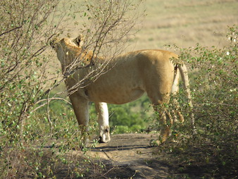 A lioness seen in Murchison falls national park