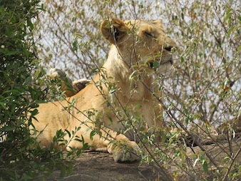 A female lioness photographed in Masai Mara Kenya