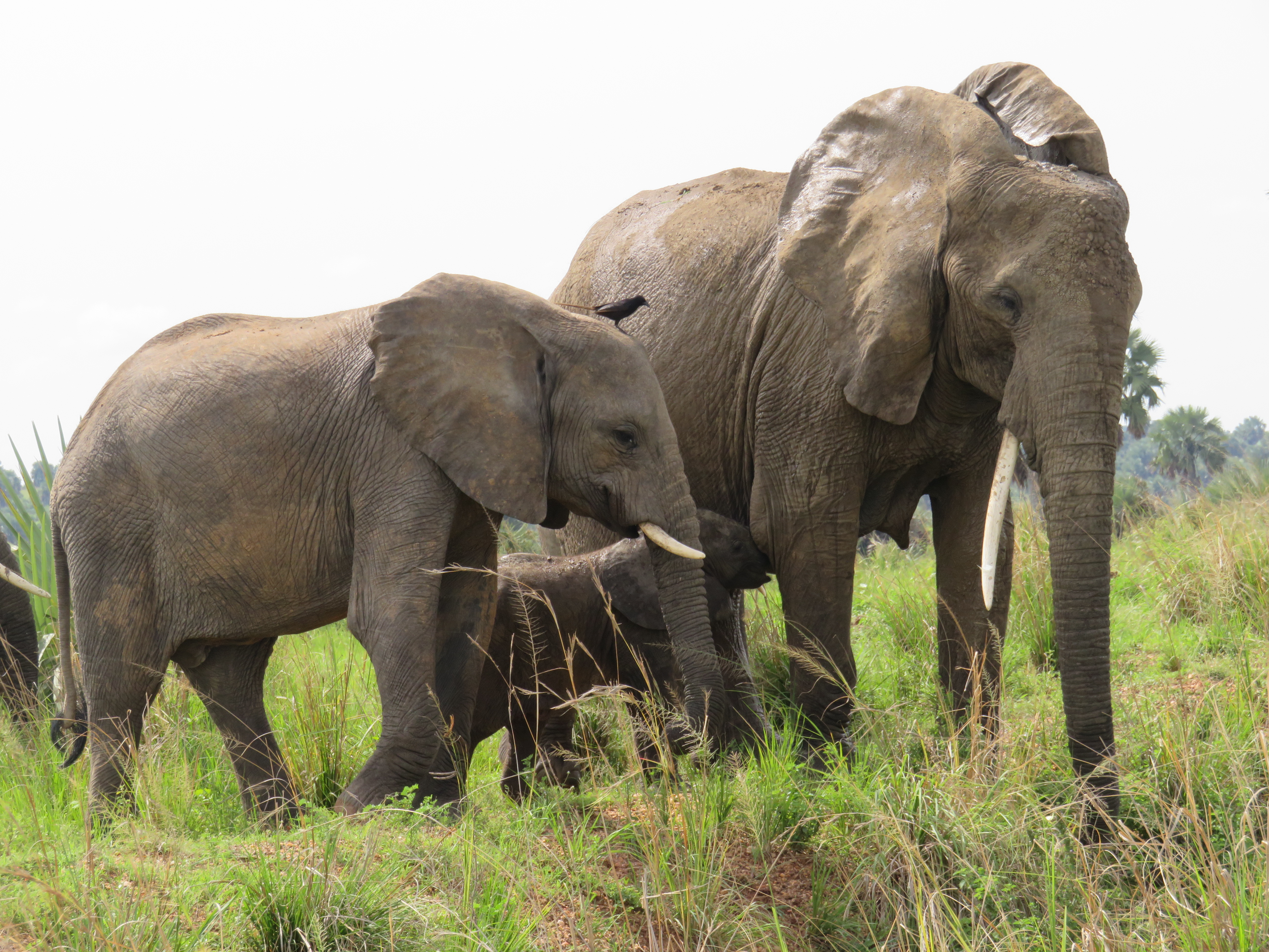 Elephants and hippos seen during a Kazinga Channel boat cruise safari in Queen Elizabeth National Park