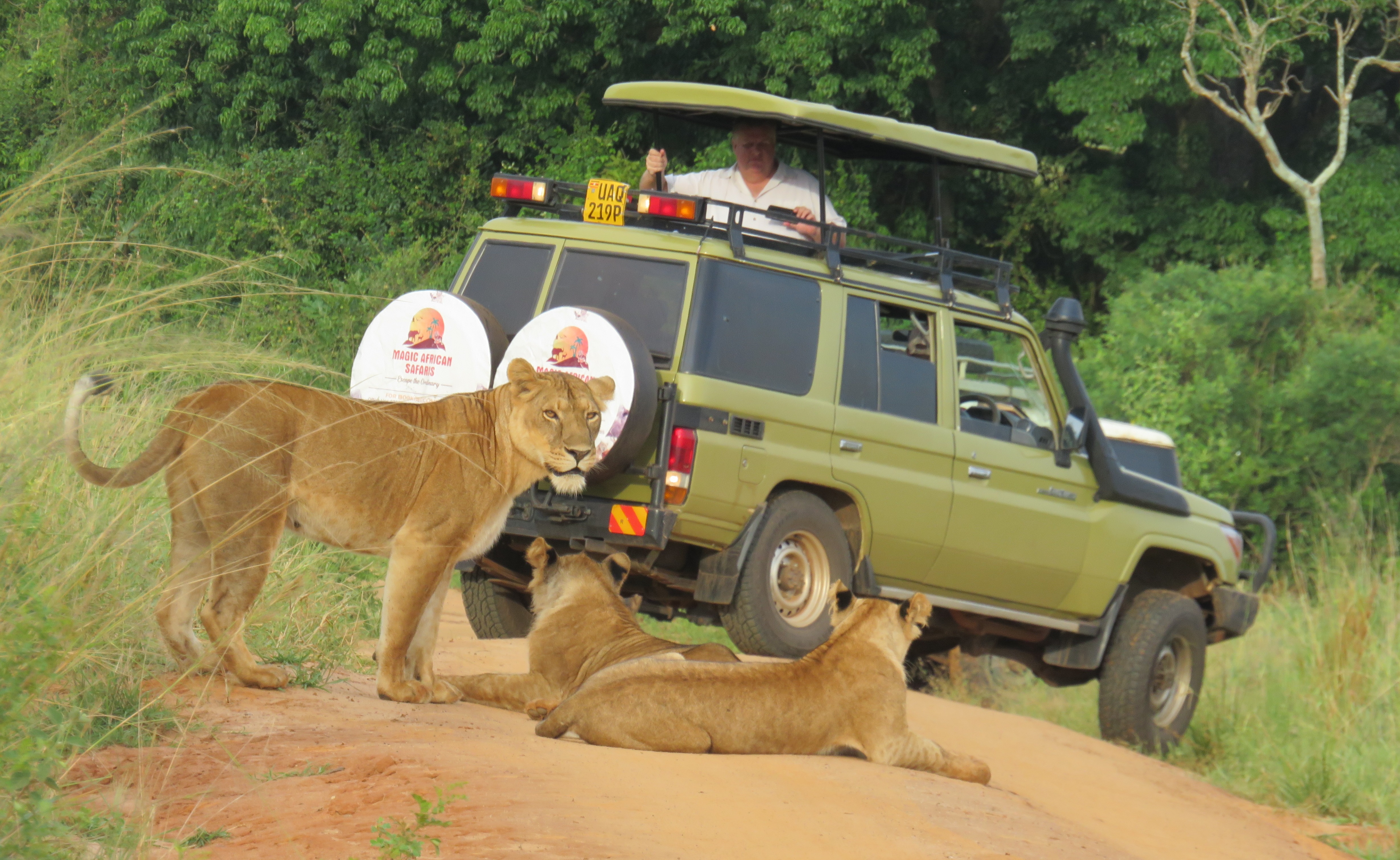 Angara Tours safari vehicle tracking lions on a morning game drive in Murchison Falls National Park
