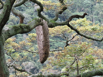 A beautiful overgrown tree canopy in Bwindi