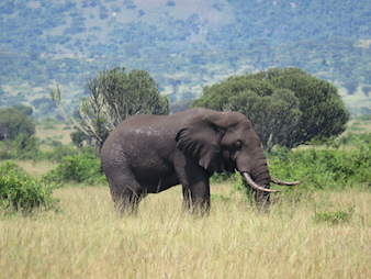 An adult lone Elephant seen at Queen Elizabeth national park, Uganda