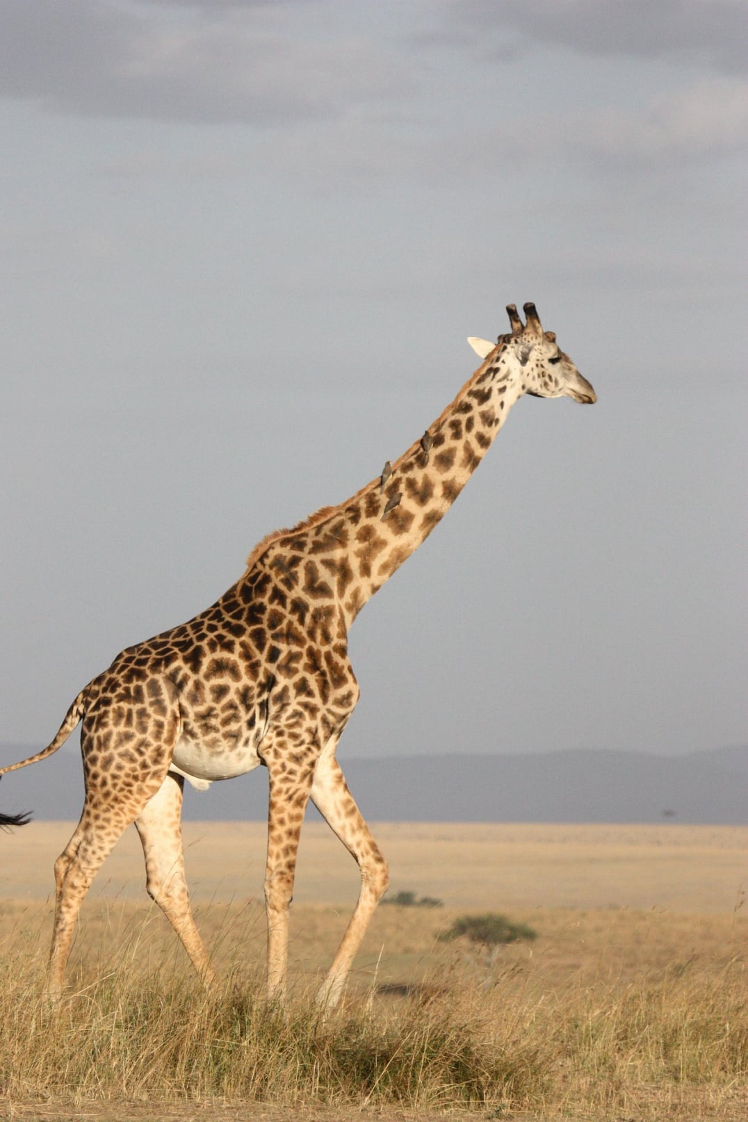 A Giraffe inside Murchison falls national park