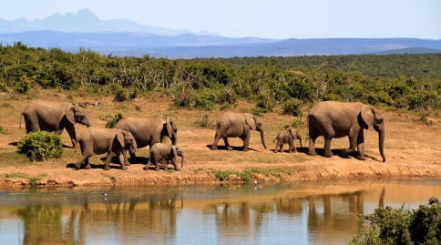 A herd of Elephants drinking water in Masai Mara,Kenya