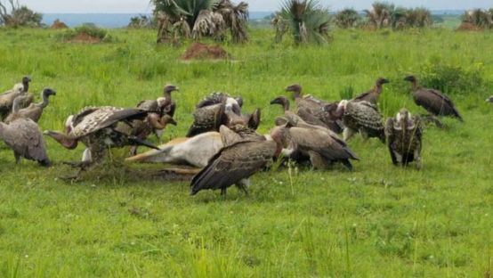 A rare sighting of Vultures in Murchison falls eating a huge animal kill