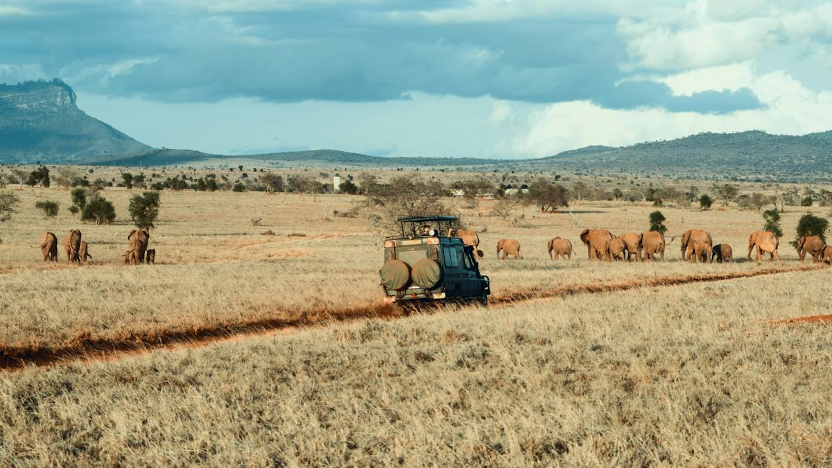 Game drive in Queen Elizabeth in Uganda