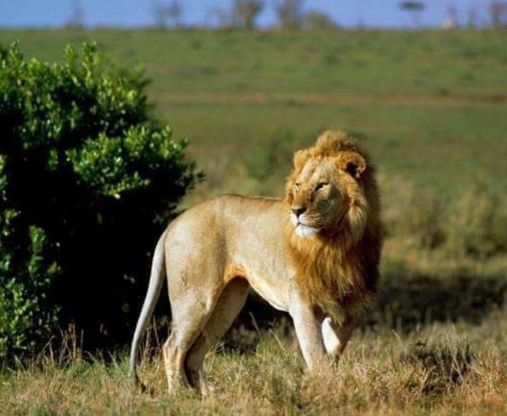 A male lion standing in the morning sunrise near Kasenyi in Queen Elizabeth national park, Uganda