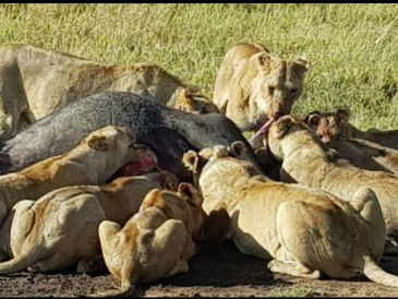 A huge lion pride eating a buffalo kill in Murchison falls national park